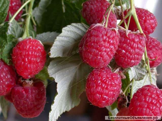 Плодовые кустарники - малина, смородина, крыжовник