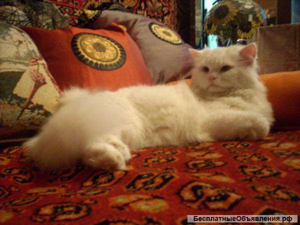 Персидский кот на вязку