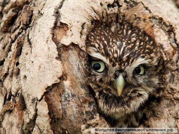 Встречаем Новый год подготовленными