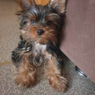 Мини йоркширский терьер