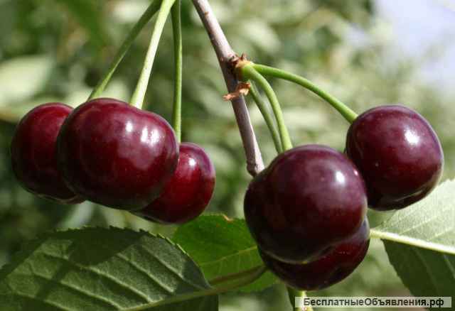 Саженцы вишни недорого от производителя