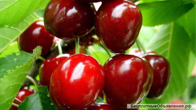 Саженцы вишни недорого от производителя