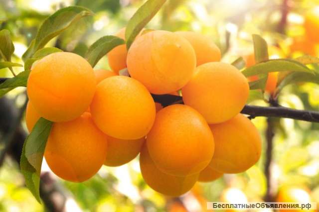 Саженцы абрикоса из Подмосковного питомника