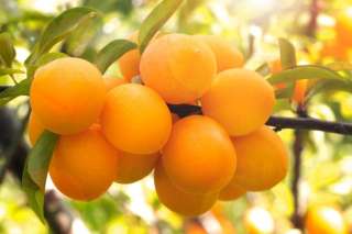 Саженцы абрикоса из Подмосковного питомника