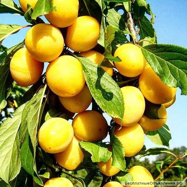 Саженцы абрикоса из Подмосковного питомника