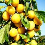 Саженцы абрикоса из Подмосковного питомника