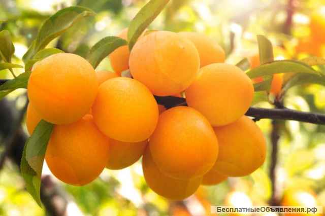 Саженцы абрикоса из Подмосковного питомника