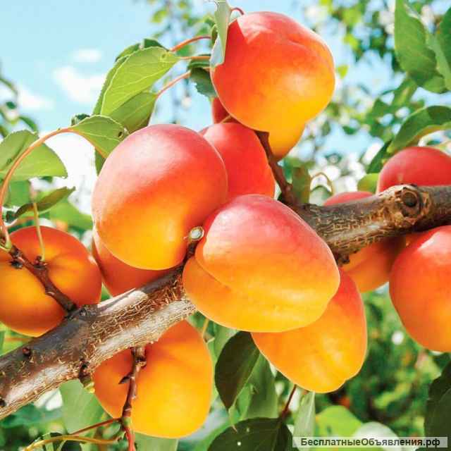 Саженцы абрикоса из Подмосковного питомника