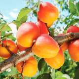 Саженцы абрикоса из Подмосковного питомника