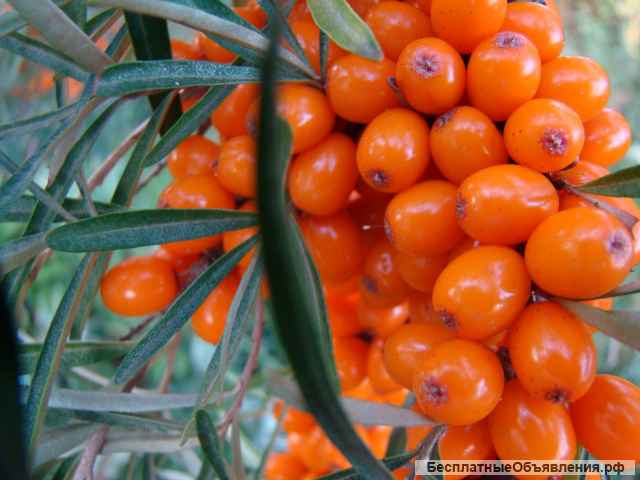 Саженцы облепихи от производителя по низким ценам
