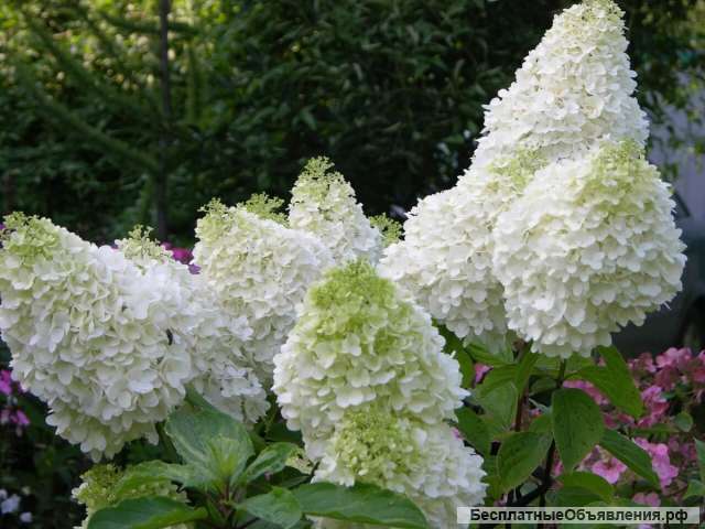 Саженцы гортензии оптом и в розницу