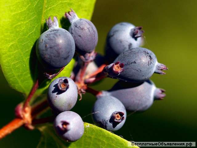 Саженцы ирги от производителя