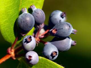 Саженцы ирги от производителя