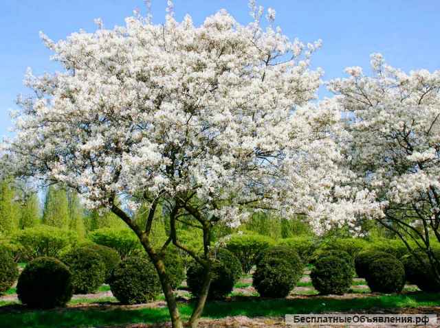 Саженцы ирги от производителя