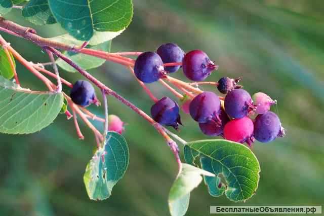 Саженцы ирги от производителя