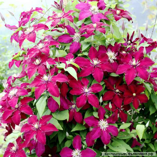 Саженцы клематиса из Подмосковного питомника