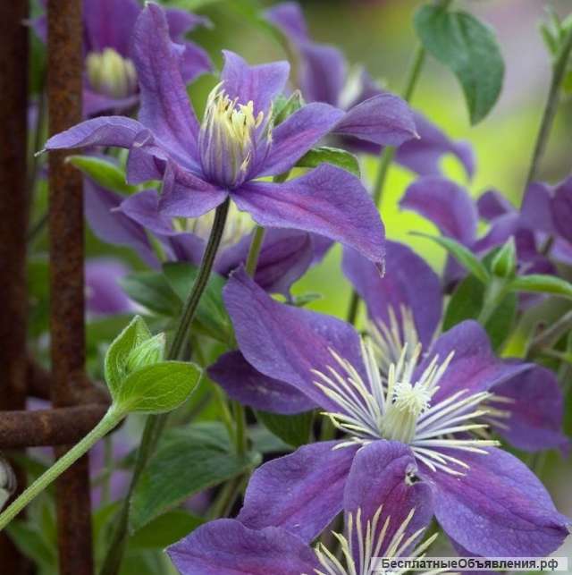 Саженцы клематиса из Подмосковного питомника