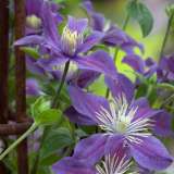 Саженцы клематиса из Подмосковного питомника