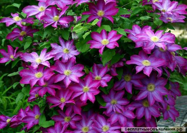 Саженцы клематиса из Подмосковного питомника