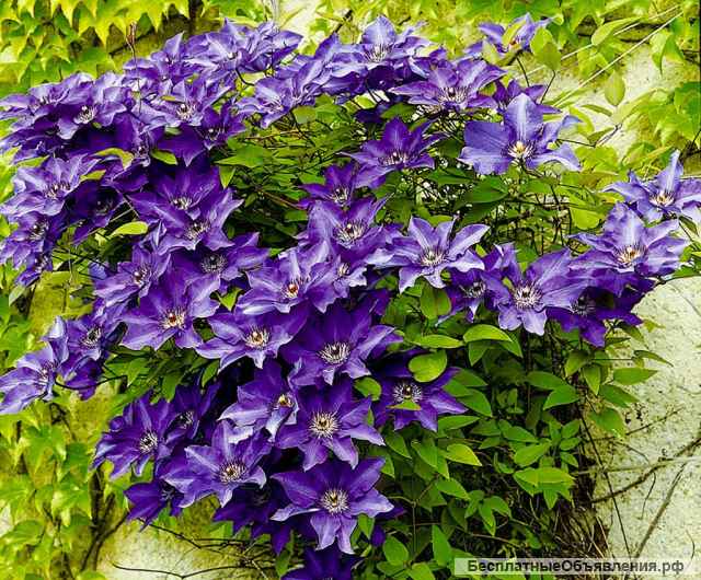 Саженцы клематиса из Подмосковного питомника