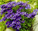 Саженцы клематиса из Подмосковного питомника