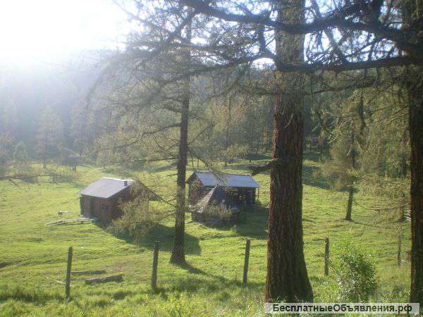 Маральник в Республике Алтай