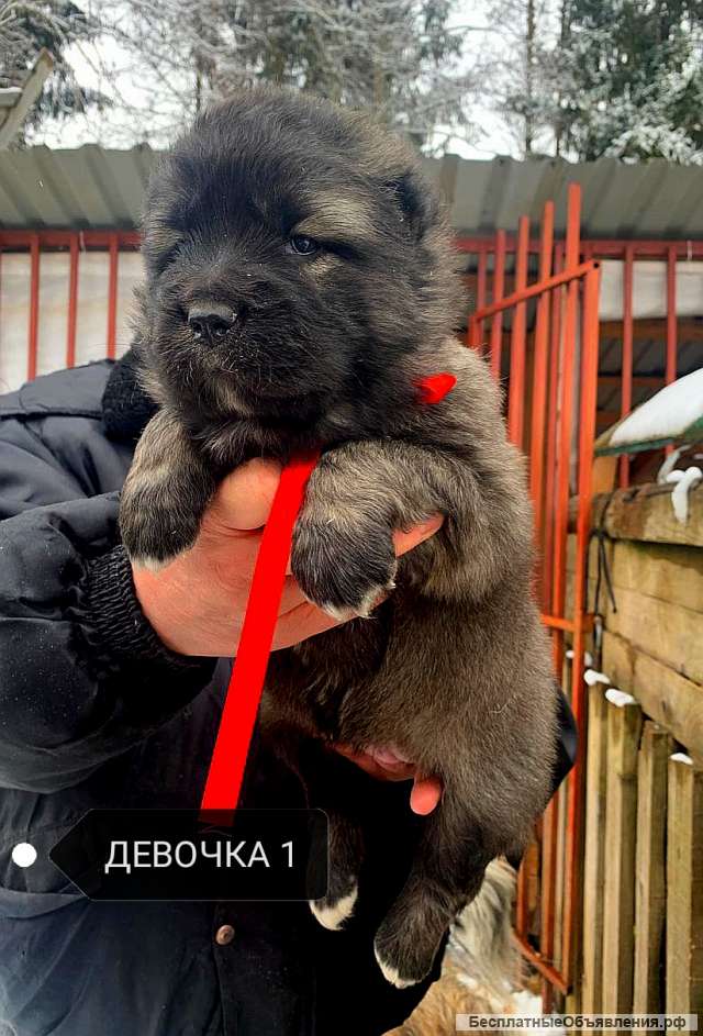 Щенки кавказской овчарки