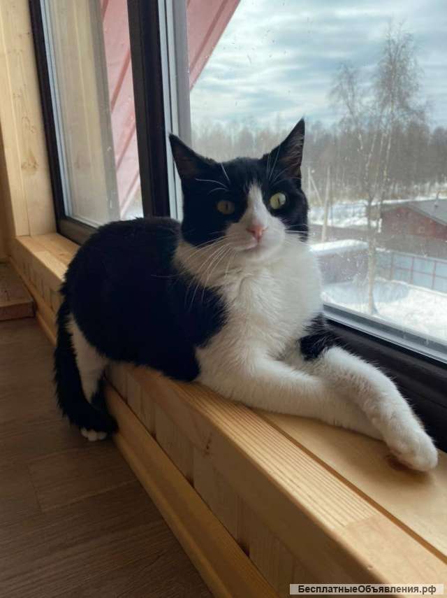 Кошка Малышка в добрые руки