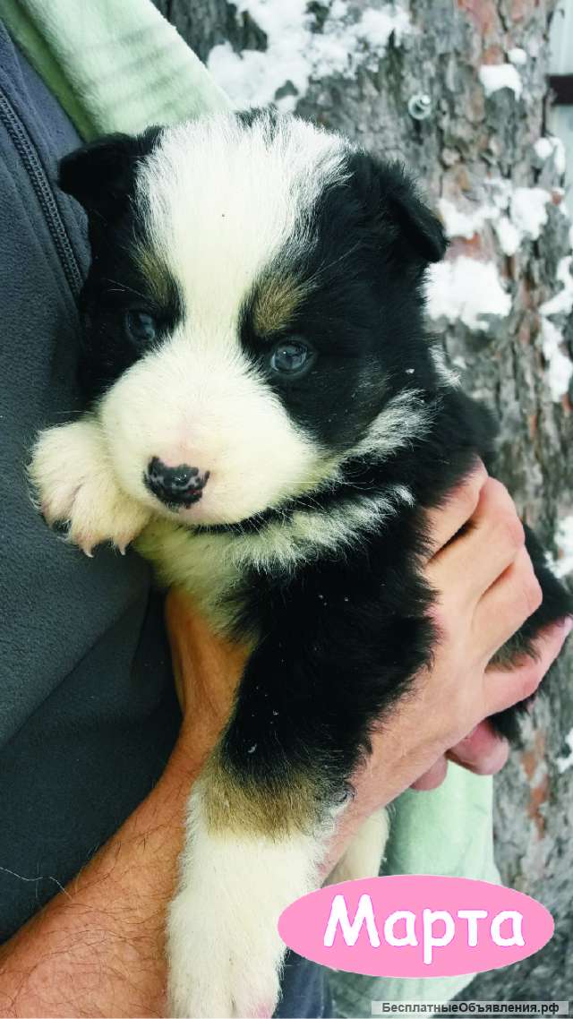 Щеночки в добрые руки