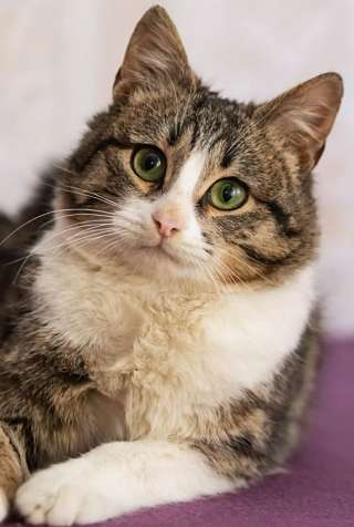 Котик Каспер в добрые руки