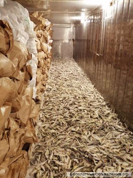 Отходы морской рыбы