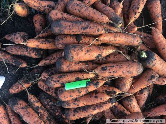 Оптом морковь от производителя Ковель. Овощи продажа.