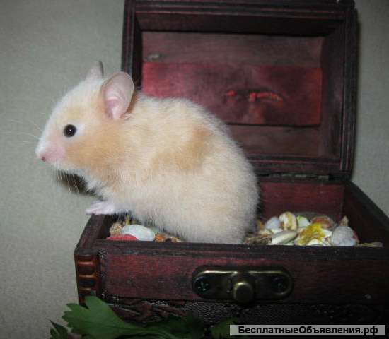 Красавцы сирийские хомяки