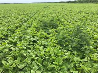 Большим оптом семена Пшеницы, подсолнух, Бобовые, Ячмень, Нут, Горох, Зерно