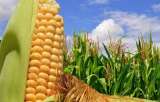 Большим оптом семена Пшеницы, подсолнух, Бобовые, Ячмень, Нут, Горох, Зерно