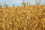 Большим оптом семена Пшеницы, подсолнух, Бобовые, Ячмень, Нут, Горох, Зерно