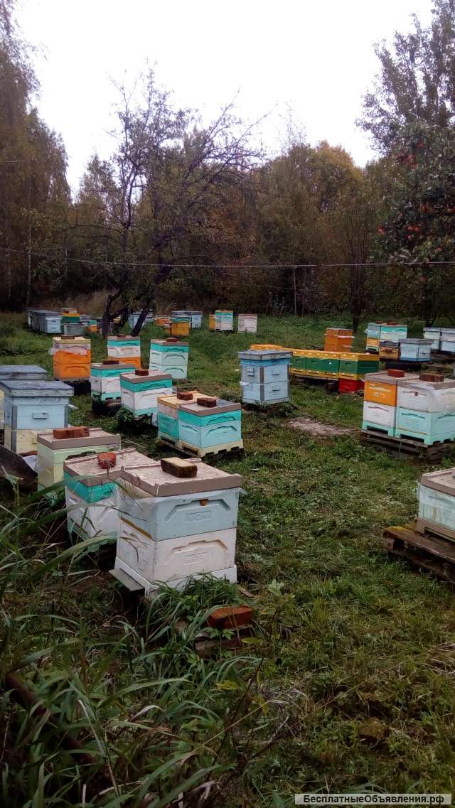 Рамки, ульи