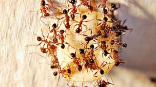 Уничтожение муравьев в Самаре. Борьба с муравьями. Выведение муравьев. Избавиться от муравьев.