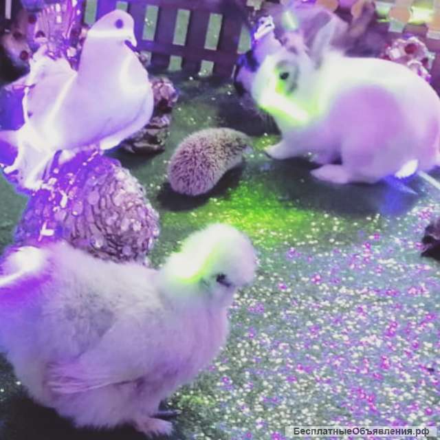 Фокусы с животными