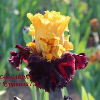 Сортовые ирисы