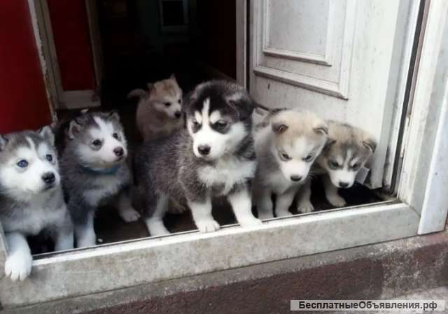 Хамски щенки чистокровные породистые