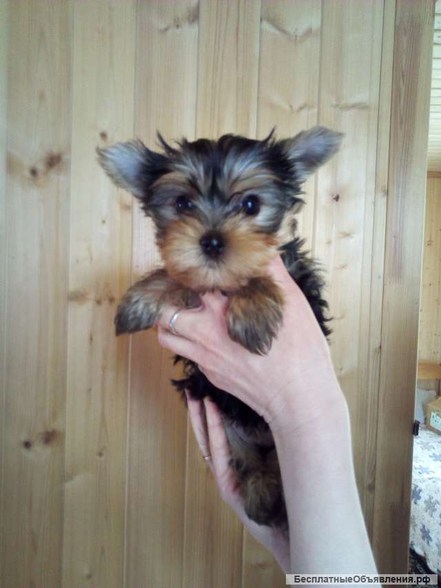Щенки йорка