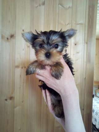 Щенки йорка