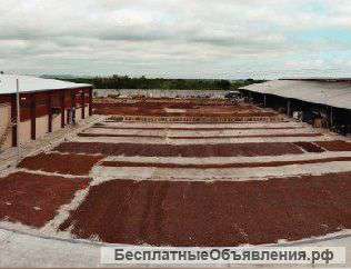 Какао-бобы тертые из Эквадора от производителя