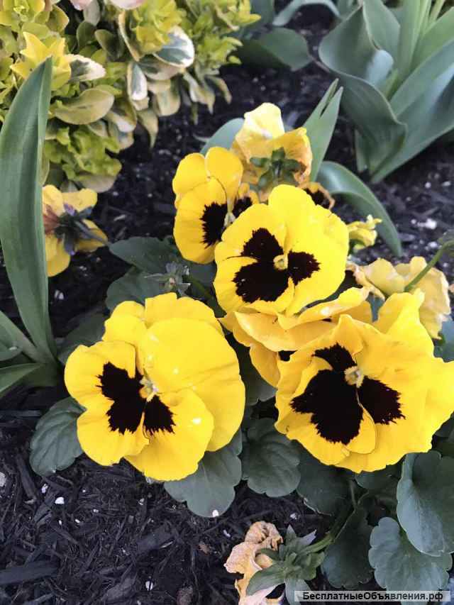 Дачу в 15 км от Нижнего Новгорода на берегу Волги