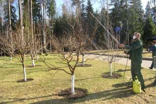 Весенняя обработка сада деревьев от болезней Орехово-Зуево