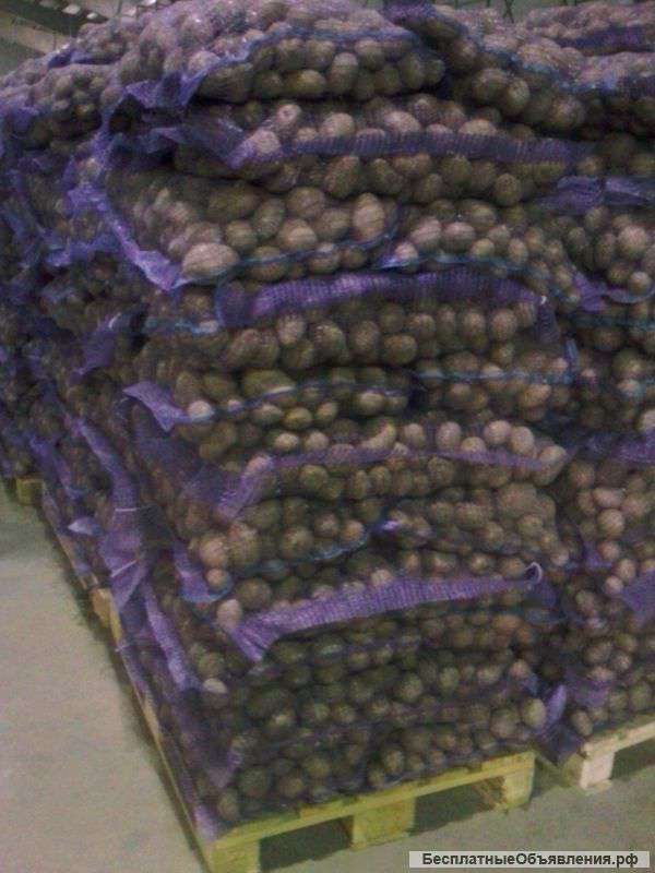 Картофель ОПТОМ, отличного качества