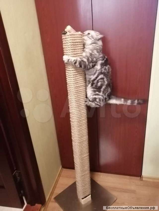 Когтеточка