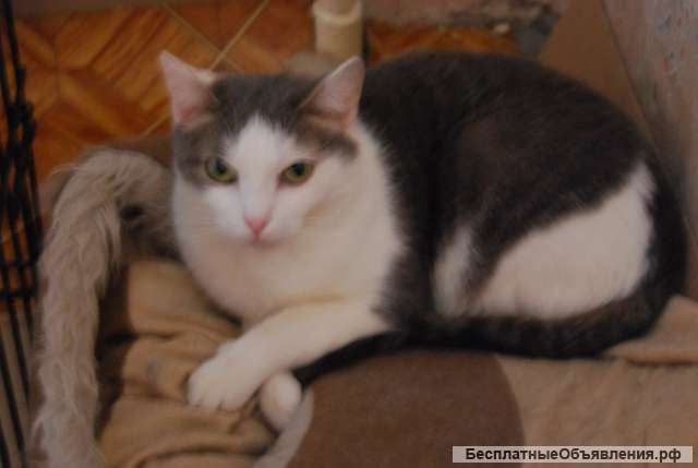 Кошечка Белка