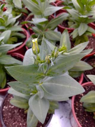 Семена для посадки (овощи, цветы, травы и др.)